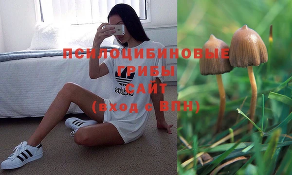 прущие грибы Алексеевка